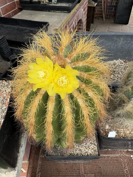 Notocactus schumannianus